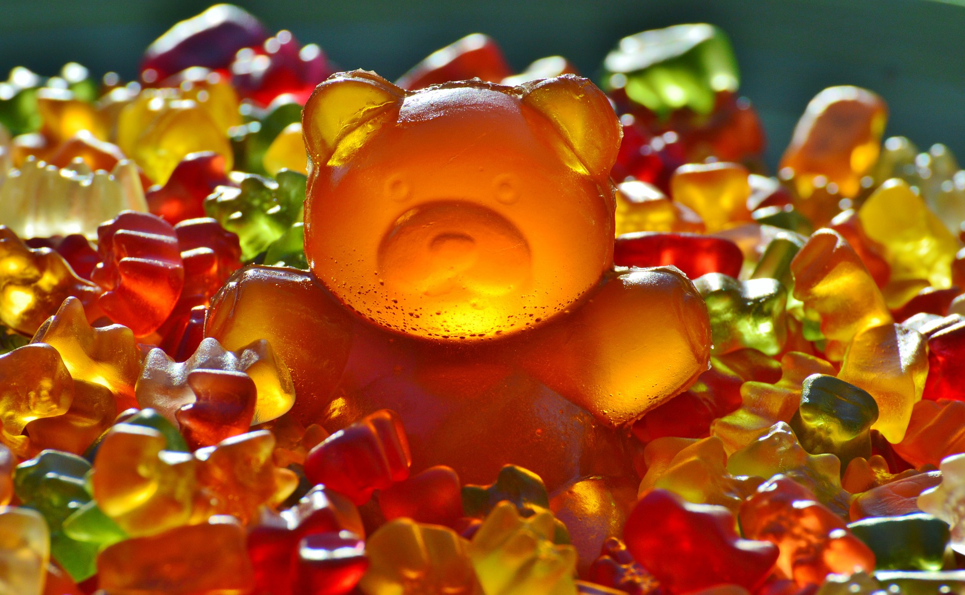 Pixabay Rembember: this bear is not your friend.